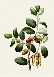 Eikels - Botanisch