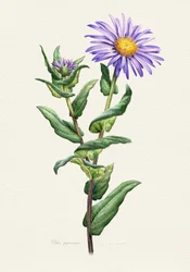 Botanische studie van de paarse aster