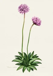 Paarse botanische bloesem