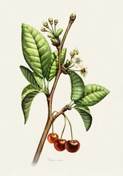 Botanische tak met zoete kersen