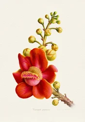 Levendige kanonskogelbloem