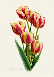 Kleurrijke gestreepte tulpen