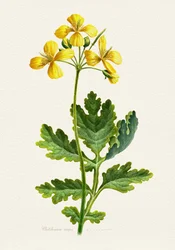 Vintage Celandine Botanical
