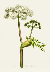 Botanische illustratie van witte engelwortel