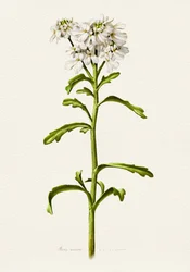 Witte candytuft (botanisch)