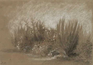 Genets et Ronces (Brem en Braamstruiken)