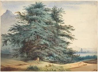 Twee oude bomen voor een bergtop
