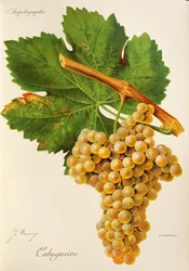 Cabugueiro druif
