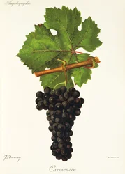 Carmenere