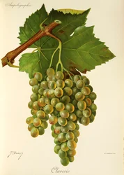 Claverie druif