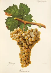 Genovese druif