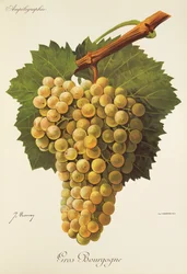 Gros Bourgogne druif door J. Troncy