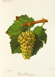 Gros Sauvignon