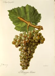 Mauzac Blanc