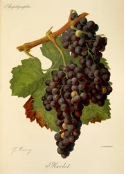 Merlot druif