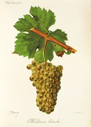Mondeuse Blanche