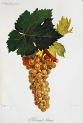 Moscato witte druiven uit Ampelographie, Traite general de viticulture, vol III, door Pierre Viala en Victor Vermorel, Parijs
