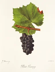 Petit Gamay druif door J. Troncy