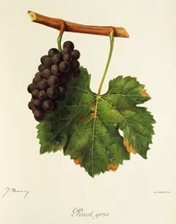 Pinot Gris