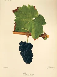 Pinot Noir druif