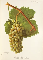 Pis-de-Chevre Blanc druif