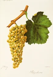 Putzscheere