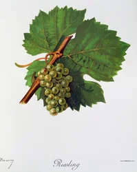 Riesling druiven uit Ampelographie, Traite general de viticulture, vol II, door Pierre Viala en Victor Vermorel, Parijs