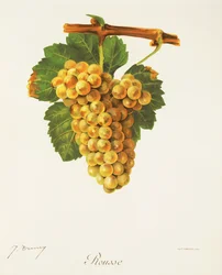 Rousse-druif door J. Troncy