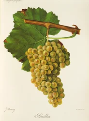 Semillon druif