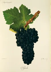 Syrah druif