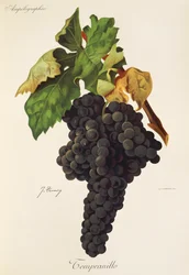 Tempranillo druif