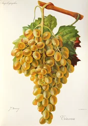 Teneron