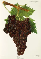 Tibouren druif door J. Troncy