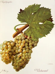 Verdurant druif
