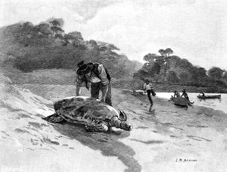 Schildpadden vangen