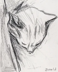 Slapende Kat