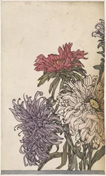 Chrysanten