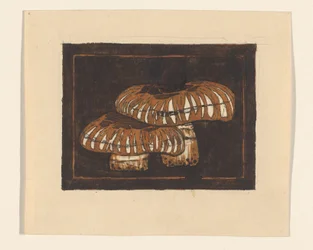 Twee paddenstoelen