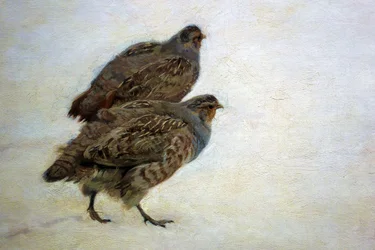 Patrijzen