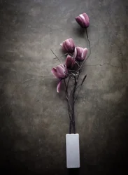 Sombere paarse tulpen