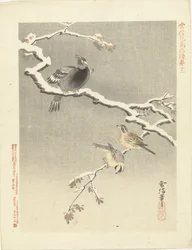 Drie vogels op besneeuwde tak