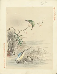 IJsvogel kijkend naar vogel bij water