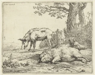 Drie zwijnen bij een heg