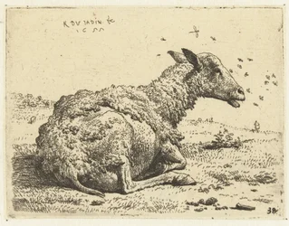 Liggend schaap met vliegen