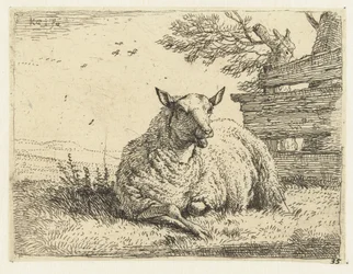 Schaap bij een hek