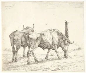 De twee ossen