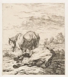 Twee paarden (Dieren)