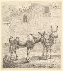 Twee ezels staand in een grasveld, één in profiel naar rechts en een andere erachter