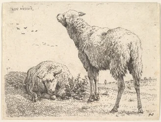 Twee schapen, één frontaal getoond in een liggende positie met de poten eronder gevouwen, ca. 1655
