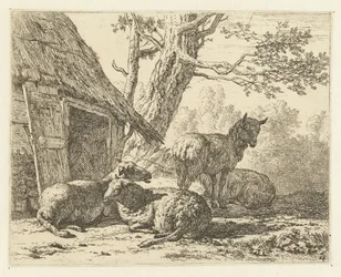 Vier schapen